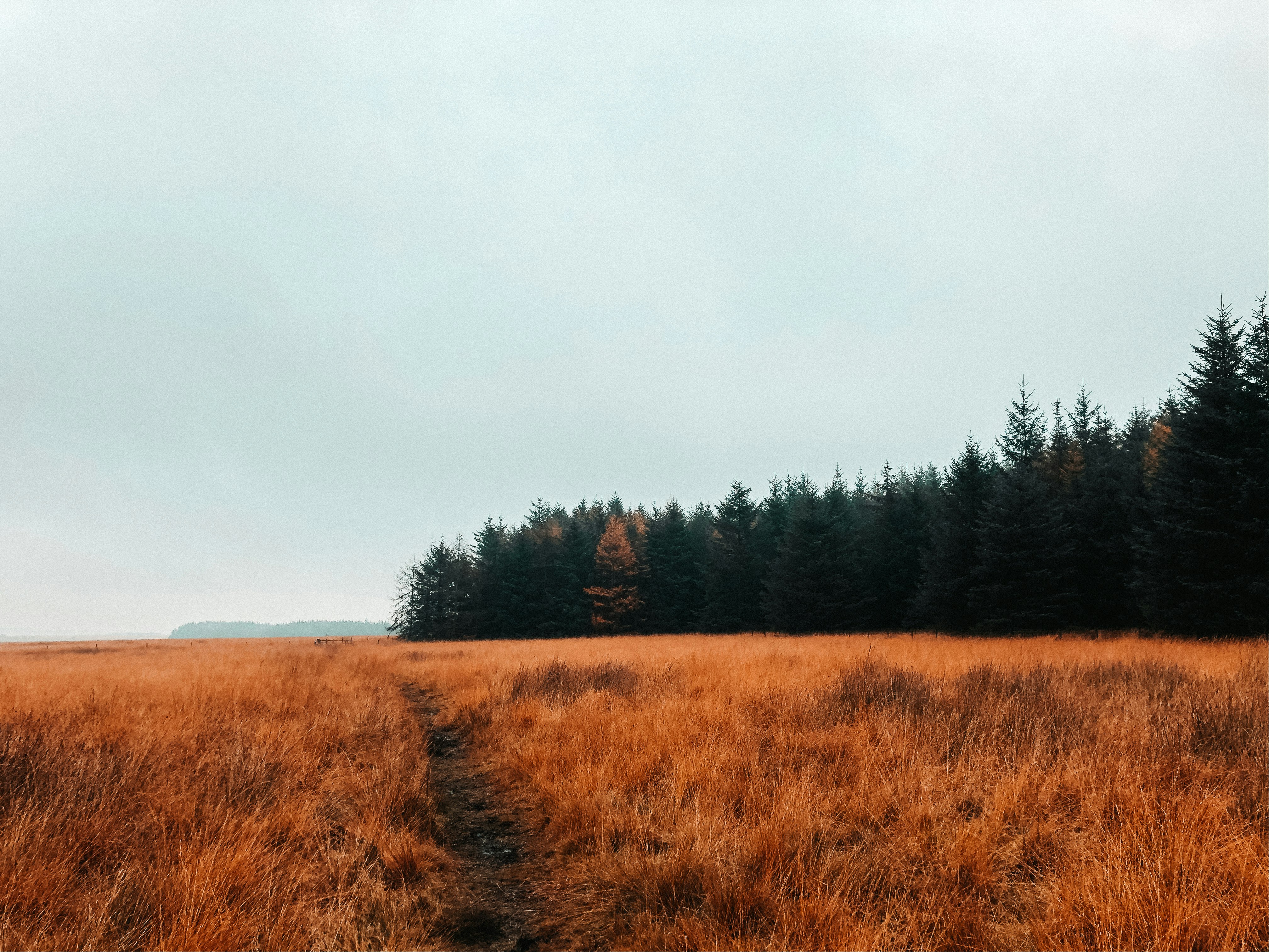 pathway between grass field